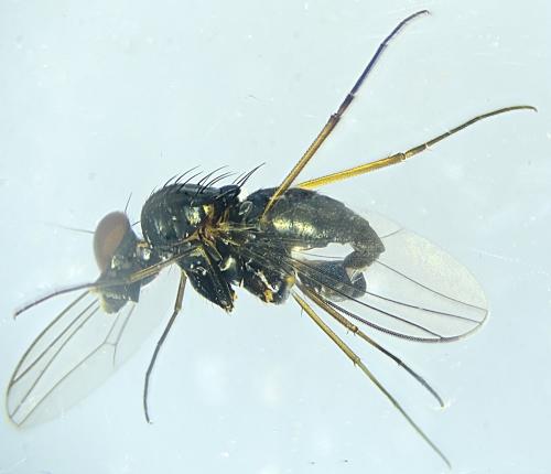 Medetera sp.